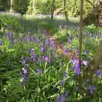 Blackhill Woods Retreat *