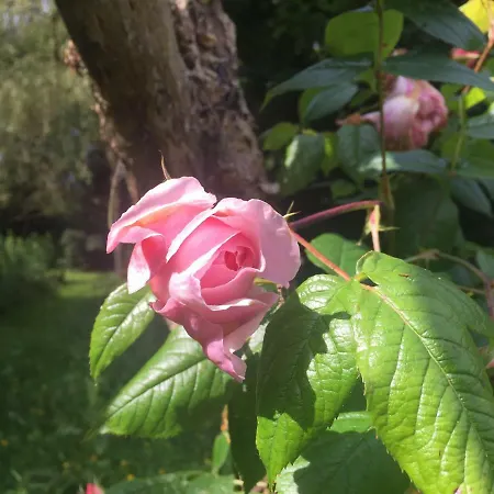 Εξοχικό σπίτι Blackhill Woods Retreat Abbeyleix