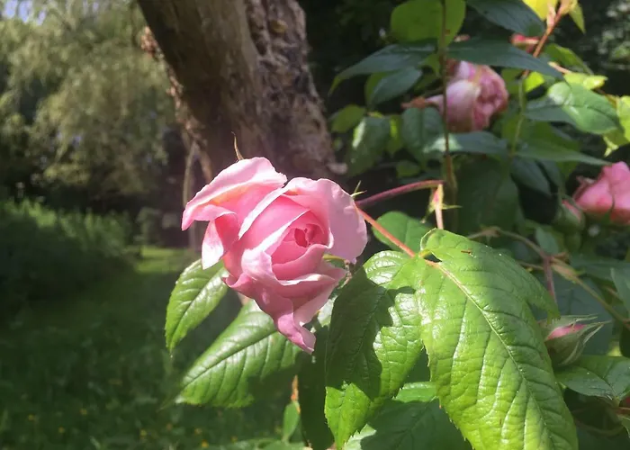 Country house Blackhill Woods Retreat Abbeyleix